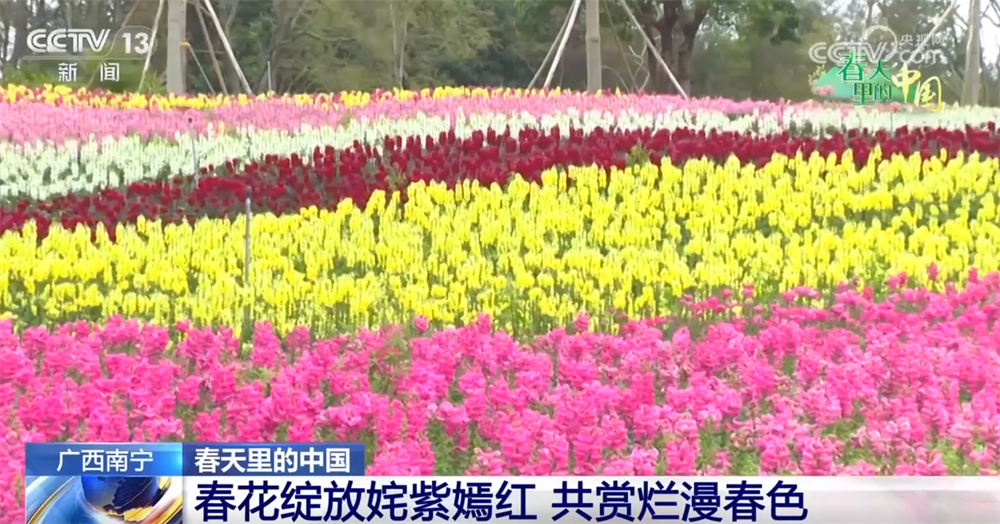 画卷 “赏花经济”既有“颜值”又有“产值”AG真人百家乐春天里的中国生机勃勃绘就锦绣(图6)
