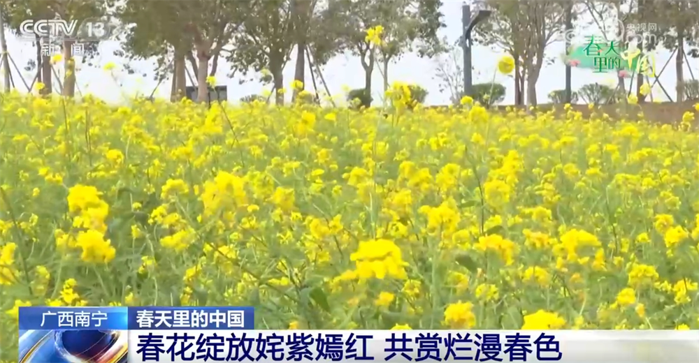 画卷 “赏花经济”既有“颜值”又有“产值”AG真人百家乐春天里的中国生机勃勃绘就锦绣(图5)