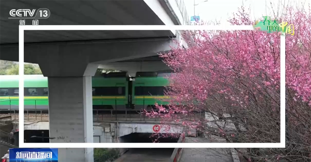 画卷 “赏花经济”既有“颜值”又有“产值”AG真人百家乐春天里的中国生机勃勃绘就锦绣(图7)