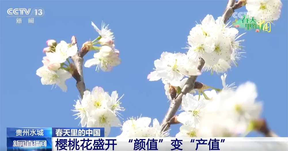 画卷 “赏花经济”既有“颜值”又有“产值”AG真人百家乐春天里的中国生机勃勃绘就锦绣(图8)