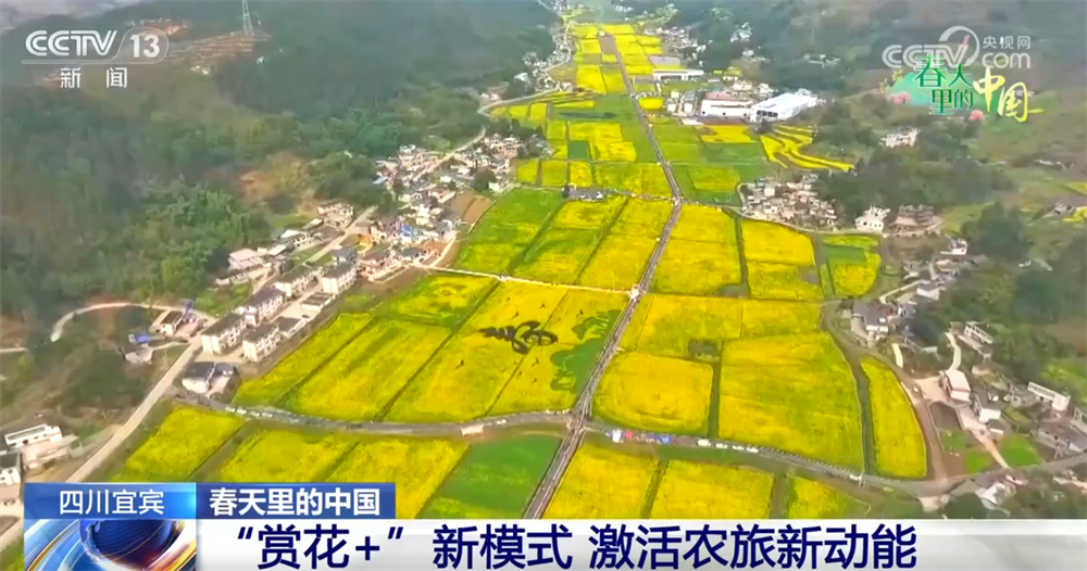画卷 “赏花经济”既有“颜值”又有“产值”AG真人百家乐春天里的中国生机勃勃绘就锦绣(图11)